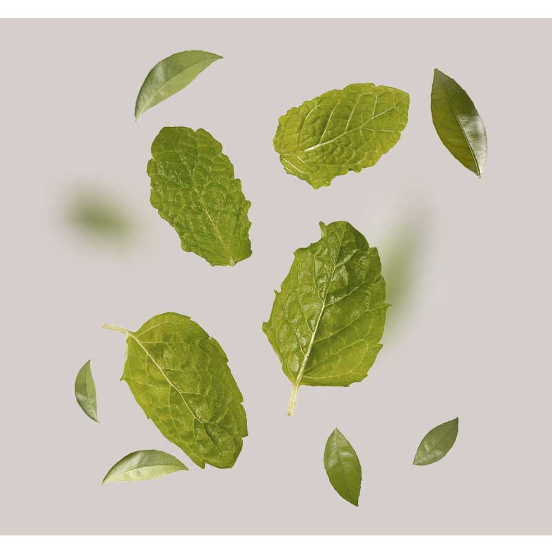 menthol Blätter von wilder Pistazie und Malachit-Extrakt, umgeben von einer neutralen Hintergrundfarbe, symbolisieren die natürlichen Inhaltsstoffe der RAU Mattifying Ampullen für alle Hauttypen.